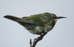 Merops persicus persicus