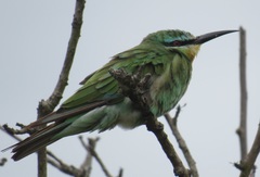 Merops persicus persicus