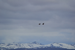 Anser albifrons flavirostris