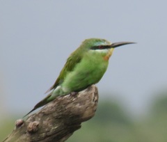 Merops persicus persicus