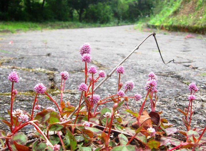 Persicaria capitata