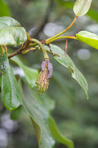 Magnolia globosa, photograph 4