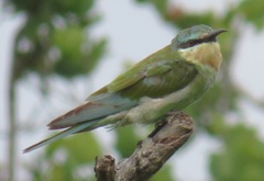 Merops persicus persicus