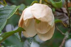Magnolia globosa, photograph (c) Morten Ross, some rights reserved (CC BY)