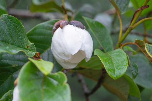 Magnolia globosa, photograph 2