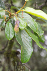 Magnolia globosa, photograph (c) Morten Ross, some rights reserved (CC BY)