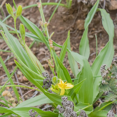 Hypoxis interjecta