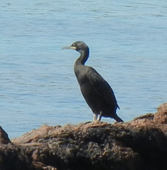 Gulosus aristotelis desmarestii