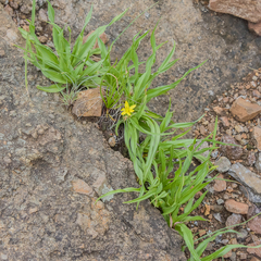 Hypoxis interjecta