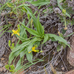Hypoxis interjecta