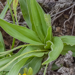 Hypoxis interjecta