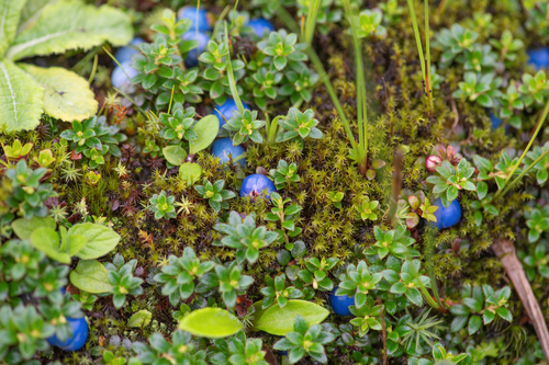 Gaultheria trichophylla, photograph 6