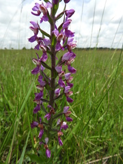 Brachycorythis ovata welwitschii