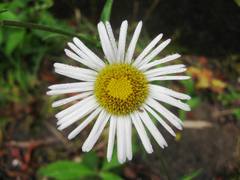 Leptostelma
