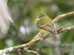 Myiophobus flavicans