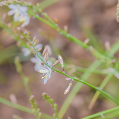Trachyandra asperata