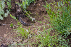 Trachyandra asperata