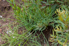 Trachyandra asperata