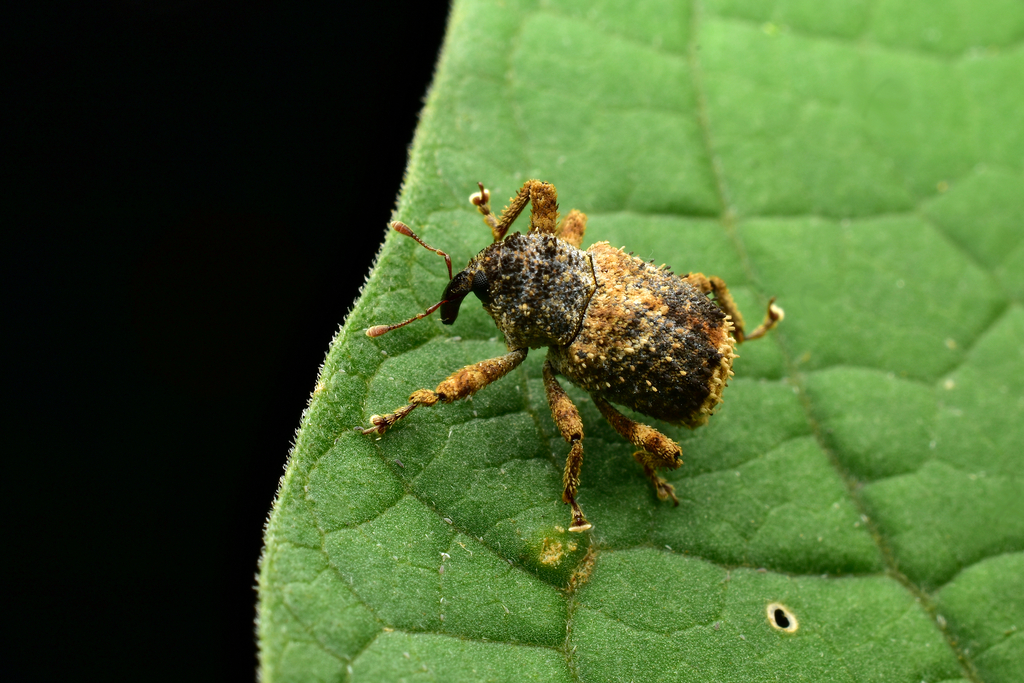 Faustinus apicalis