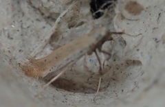 Aspilapteryx tringipennella