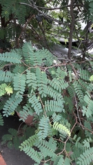 Tamarindus indica