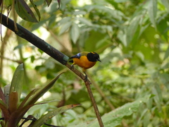 Anisognathus notabilis