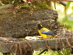 Anisognathus notabilis