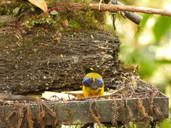 Anisognathus notabilis