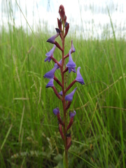 Disa equestris image