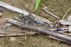 Orthetrum chrysostigma