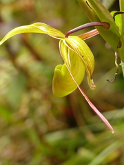Phragmipedium longifolium