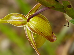 Phragmipedium longifolium