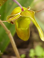 Phragmipedium longifolium
