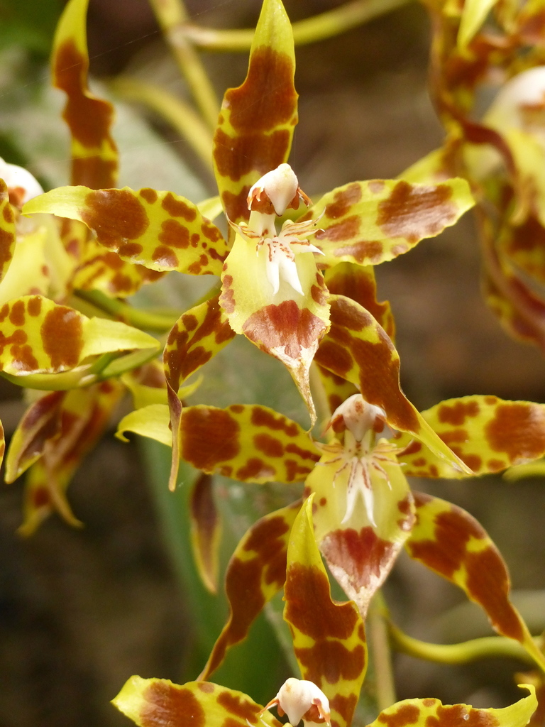 Oncidium cristatum