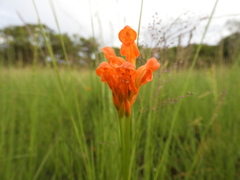 Platycoryne guingangae
