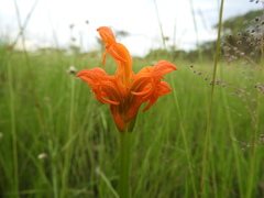 Platycoryne guingangae