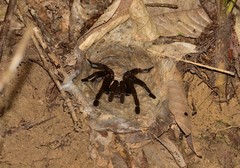 Ornithoctoninae