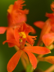 Epidendrum ibaguense