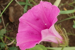 Ipomoea pellita