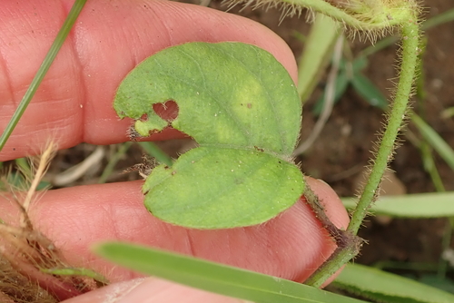 Image of Ipomoea pellita by no rights reserved