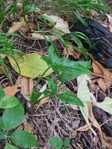 Arum italicum subsp. canariense image