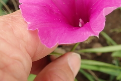 Ipomoea pellita