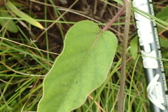 Ipomoea pellita