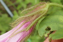 Ipomoea pellita
