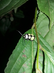Omophoita octoguttata