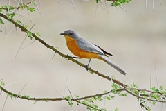 Melaenornis semipartitus