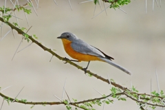 Melaenornis semipartitus