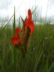 Disa ornithantha
