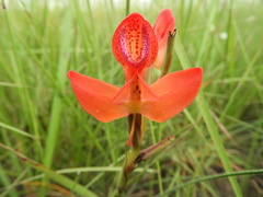Disa ornithantha