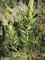 Searsia discolor